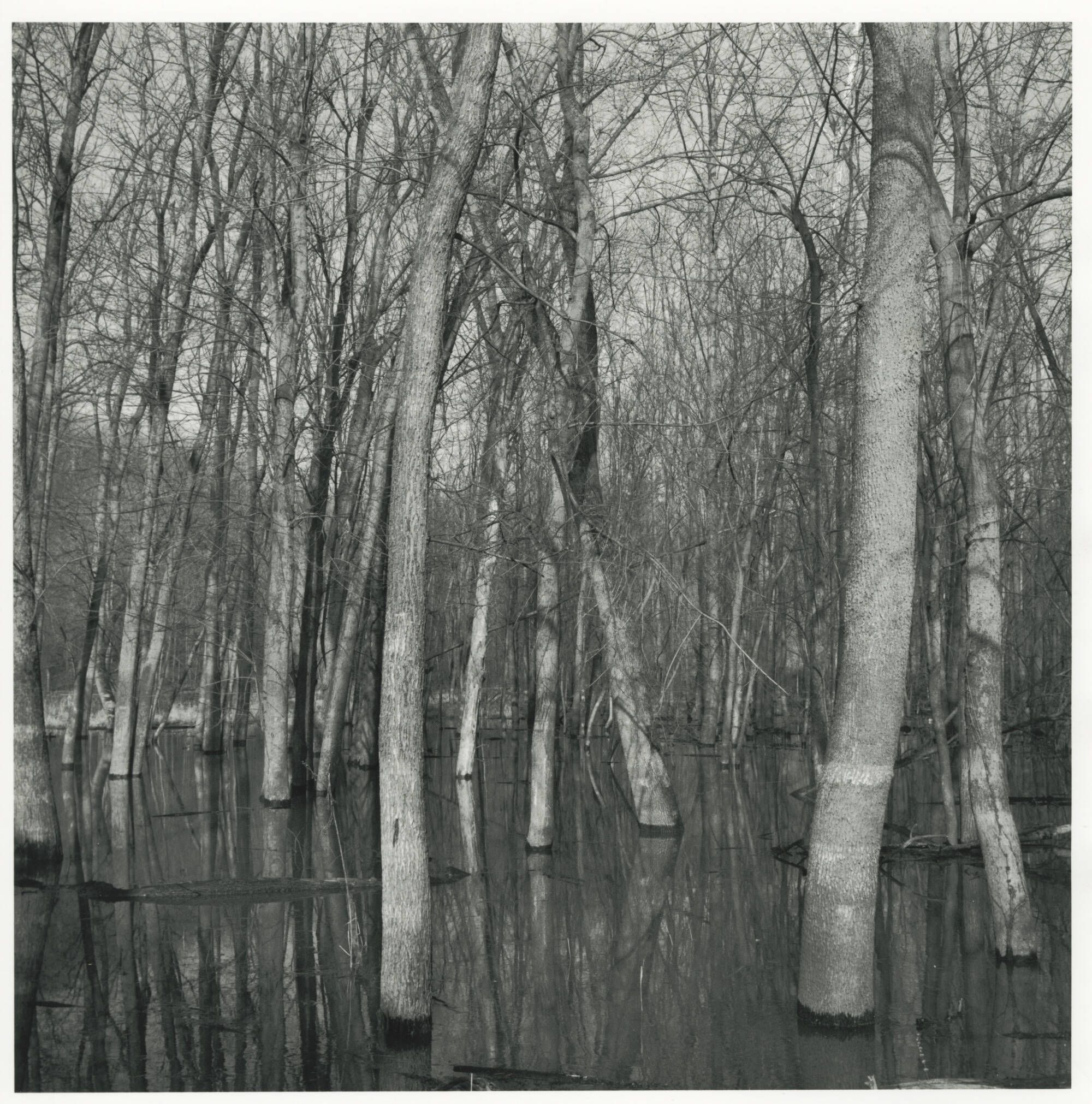 Black and white photograph of trees submerged in water.